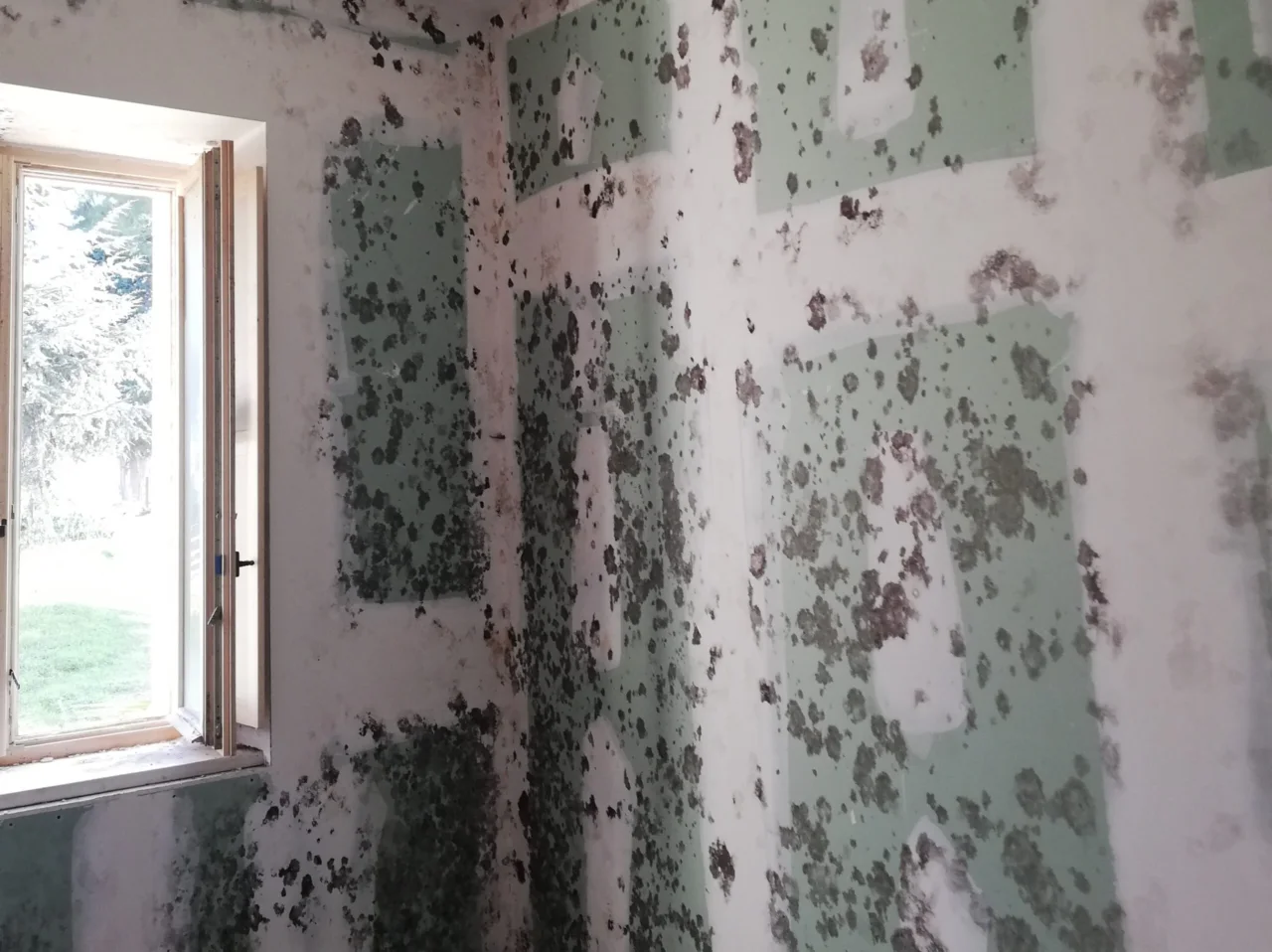 Ti senti sempre stanco e non sai perché? Potrebbe essere colpa della muffa in casa