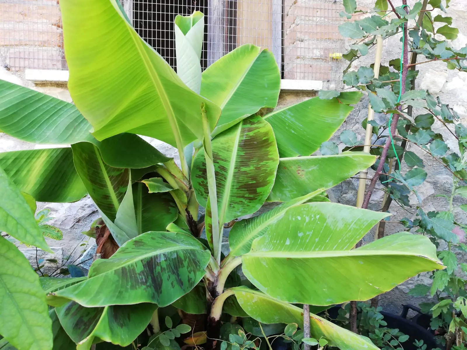 Il metodo rivoluzionario per coltivare piante splendide senza terra e senza sporcare