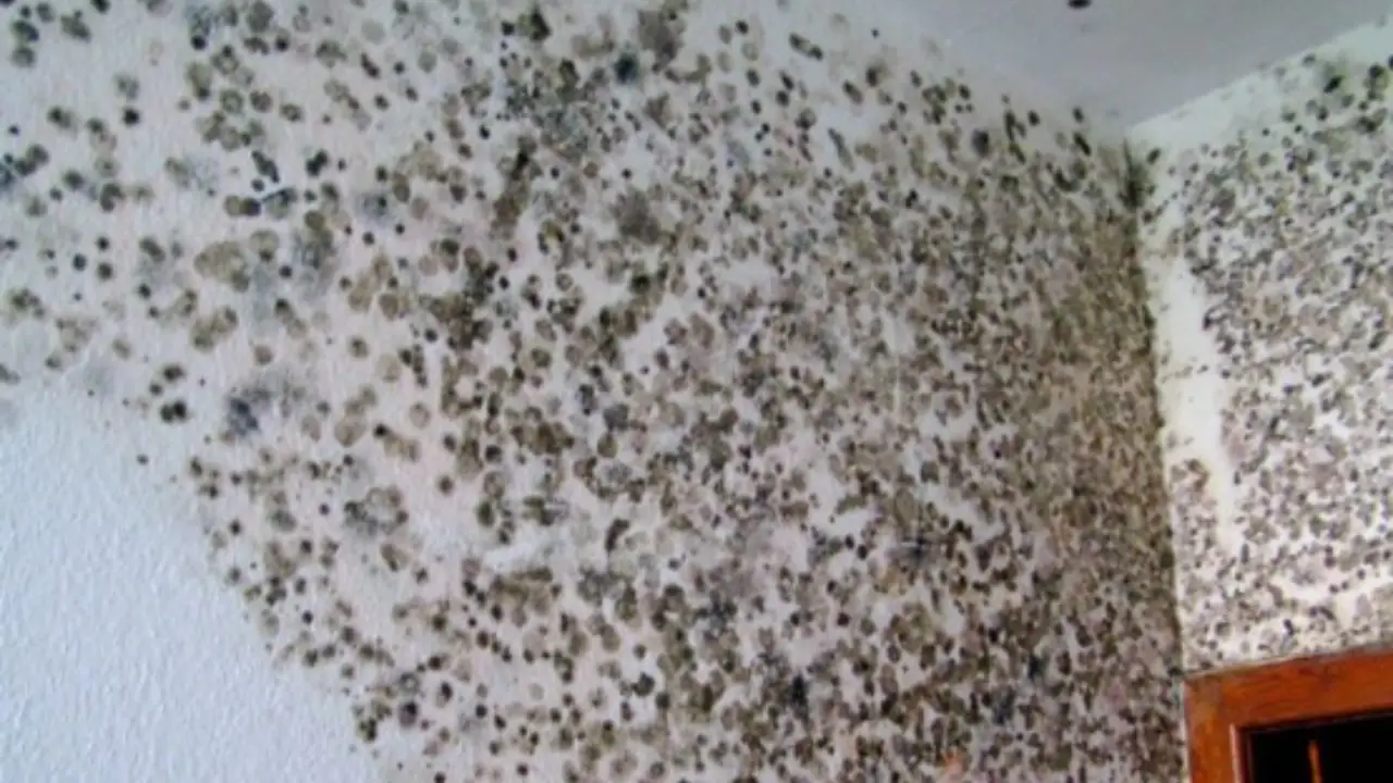 Allarme muffa e fungo nero sulle pareti? Ecco i rischi gravi per la salute e come eliminarli