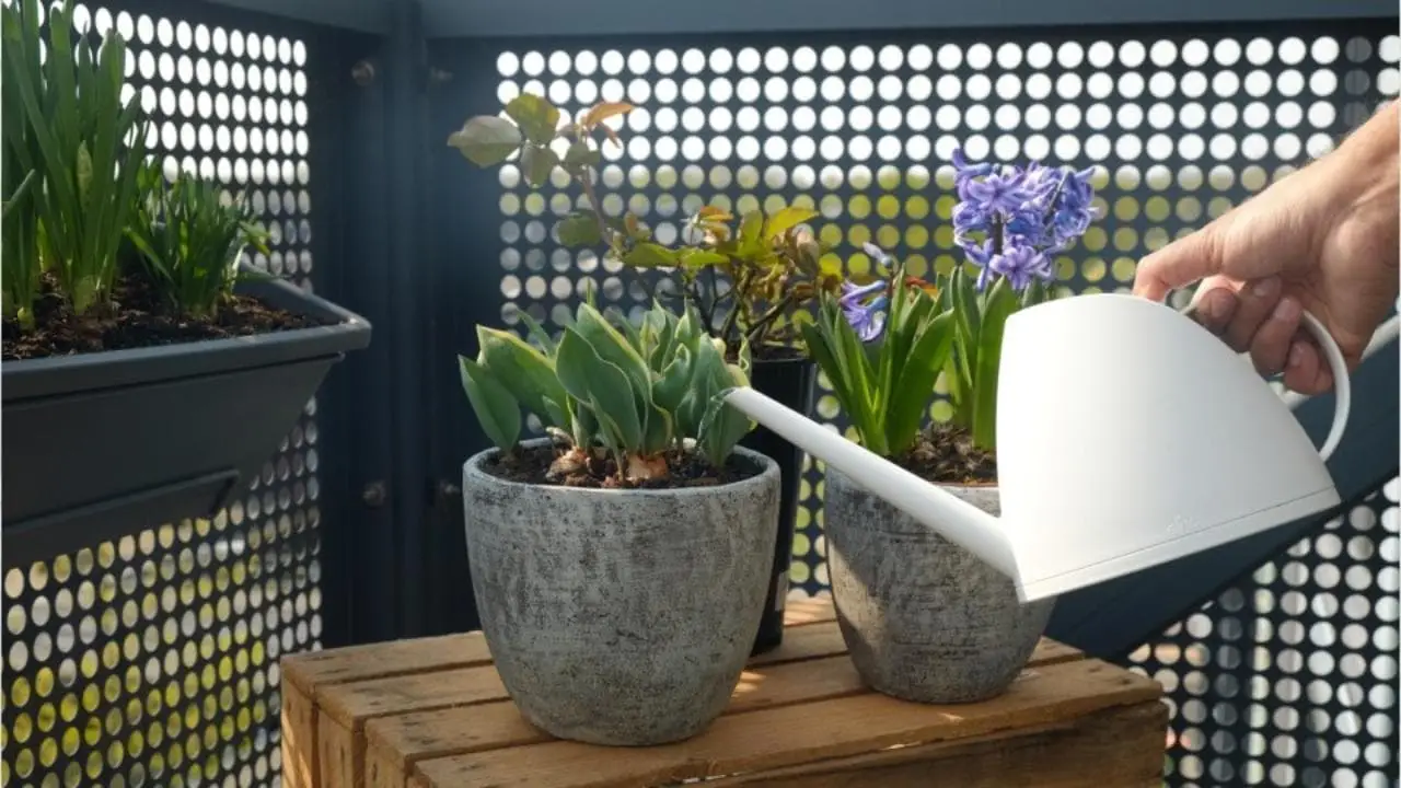 Chi ha inventato l’annaffiatoio? L’incredibile storia di questo oggetto che usi ogni giorno