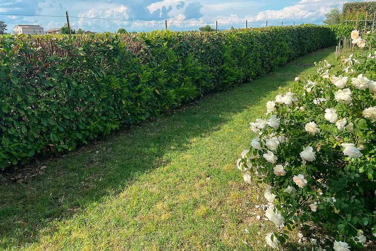 Il trucco per avere un giardino rigoglioso in metà tempo: ecco cosa fanno i vivaisti